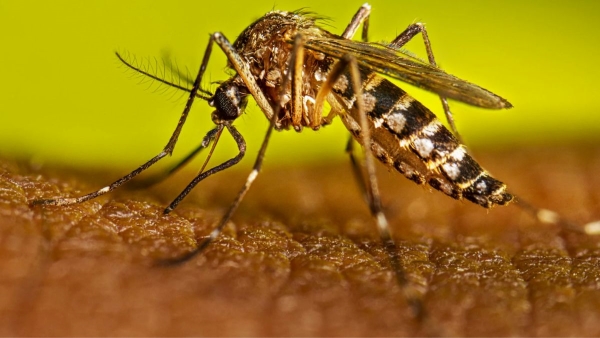 Dengue Epidemic Disease: कर्नाटक: घर के पास दिखे मच्छर तो इतना लगेगा जुर्माना, महामारी घोषित हुआ डेंगू